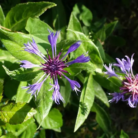 Château en Normandie * Planquery