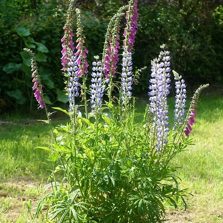 Chateau En Normandie Bed & Breakfast