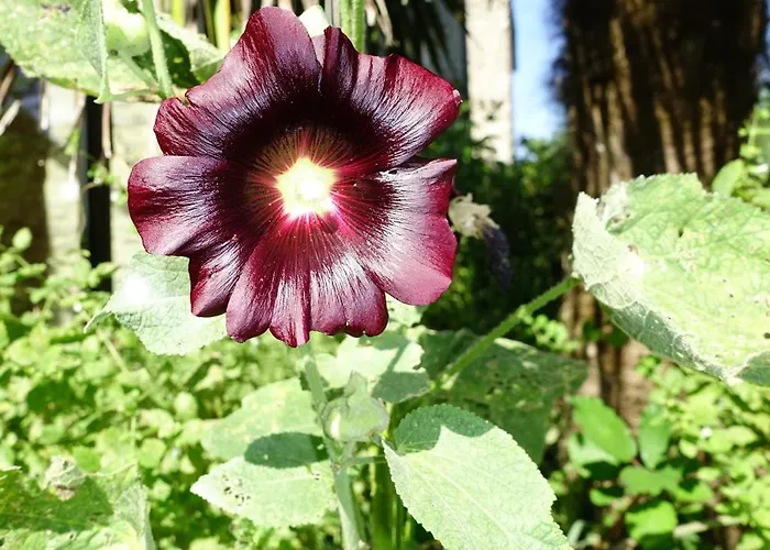 Bed and Breakfast Chateau Normandy - Viking Heritage, Pet Friedly