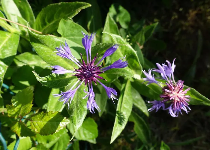 Chateau En Normandie * Planquery