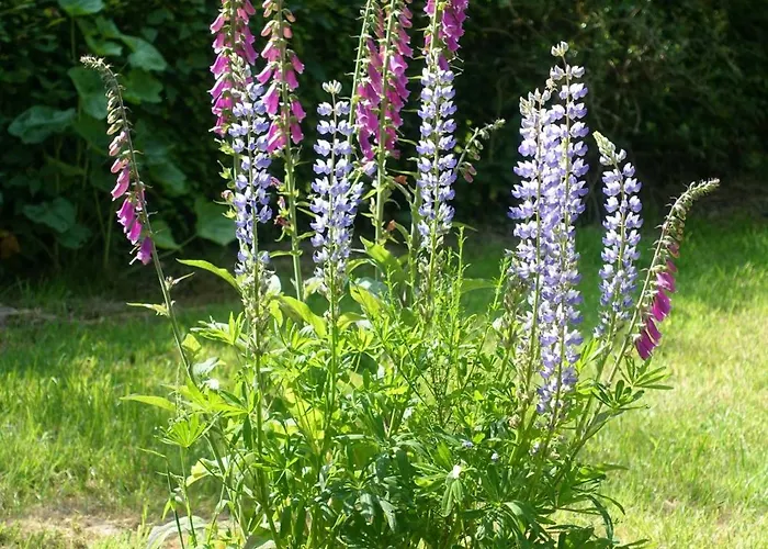 Chateau En Normandie Bed & Breakfast